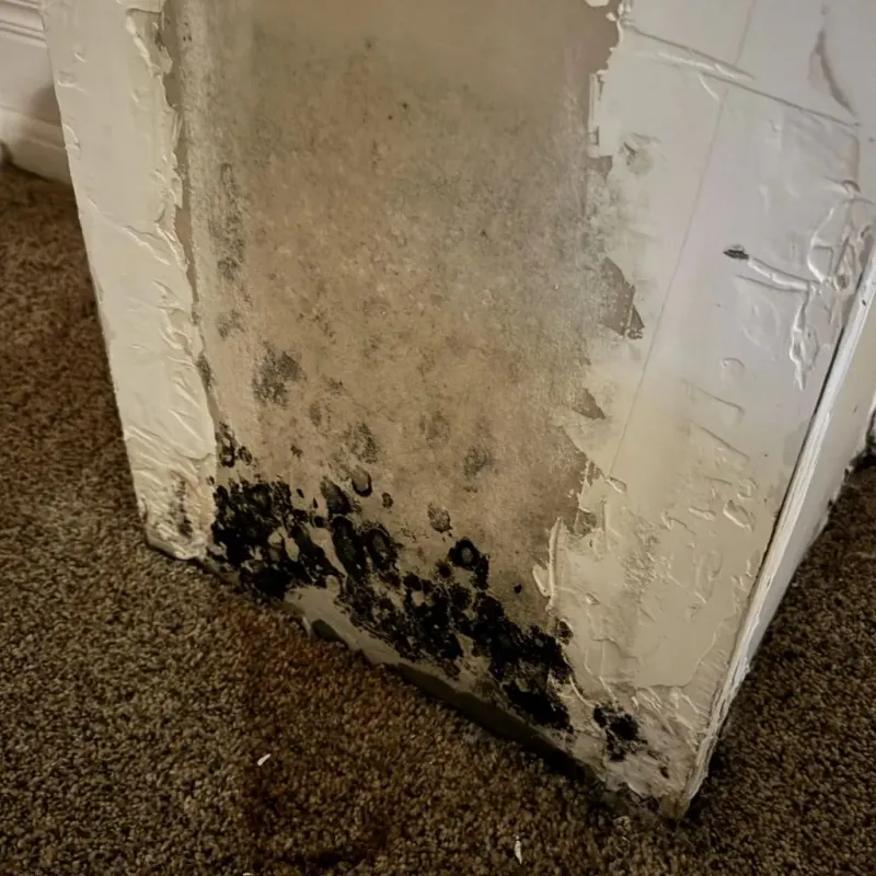 Professional Mold Removal in Jamestown West, NY